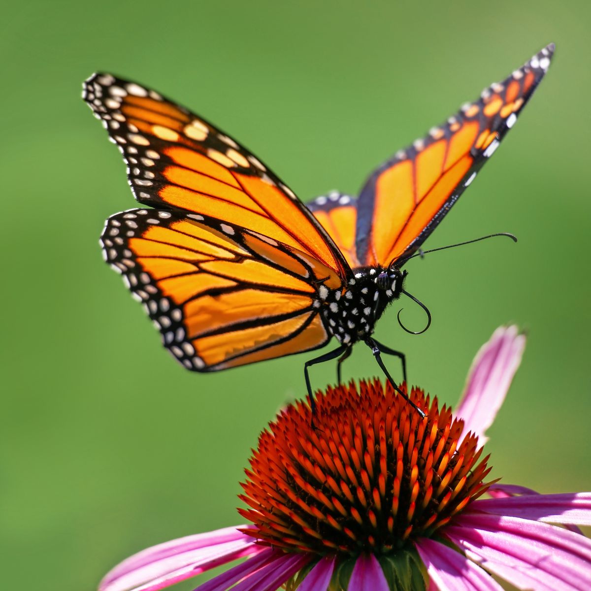 Monarch Butterfly Spiritual Meaning