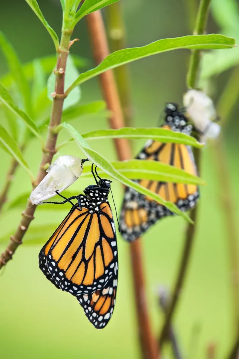 Monarch Butterfly Spiritual Meaning