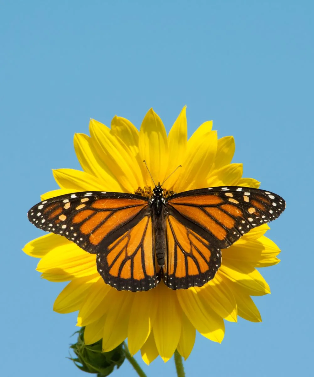 Monarch Butterfly Spiritual Meaning