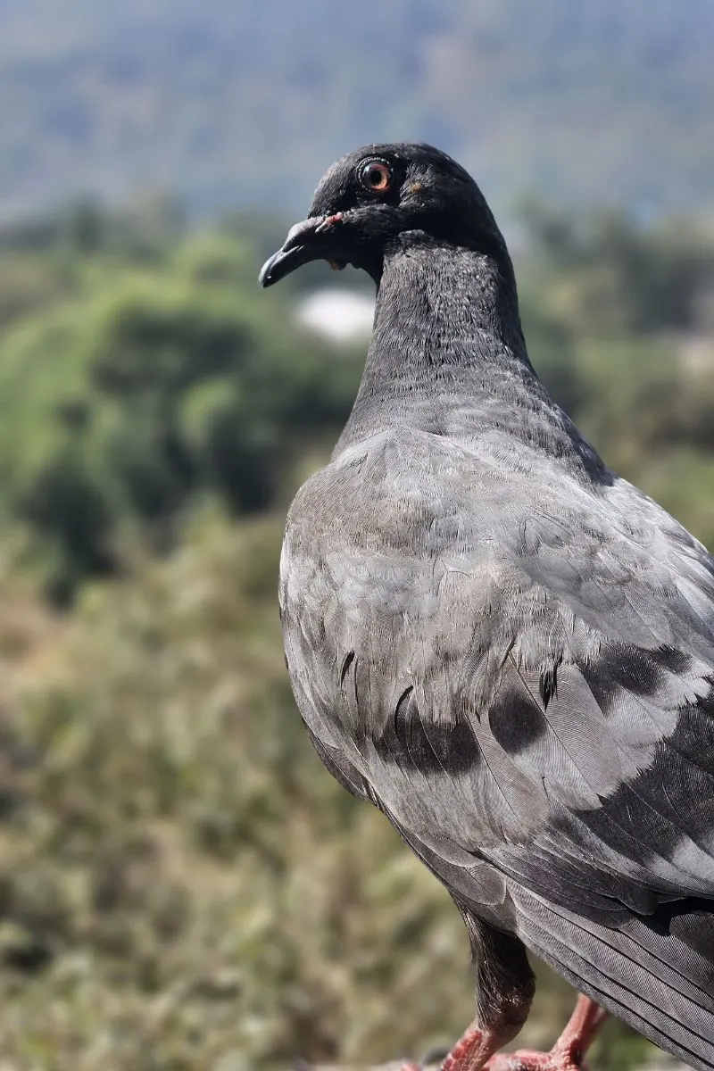 Pigeons spiritual meaning