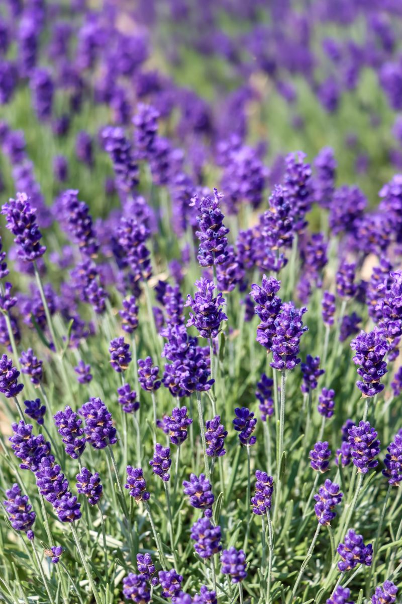 Purple Spiritual Meaning