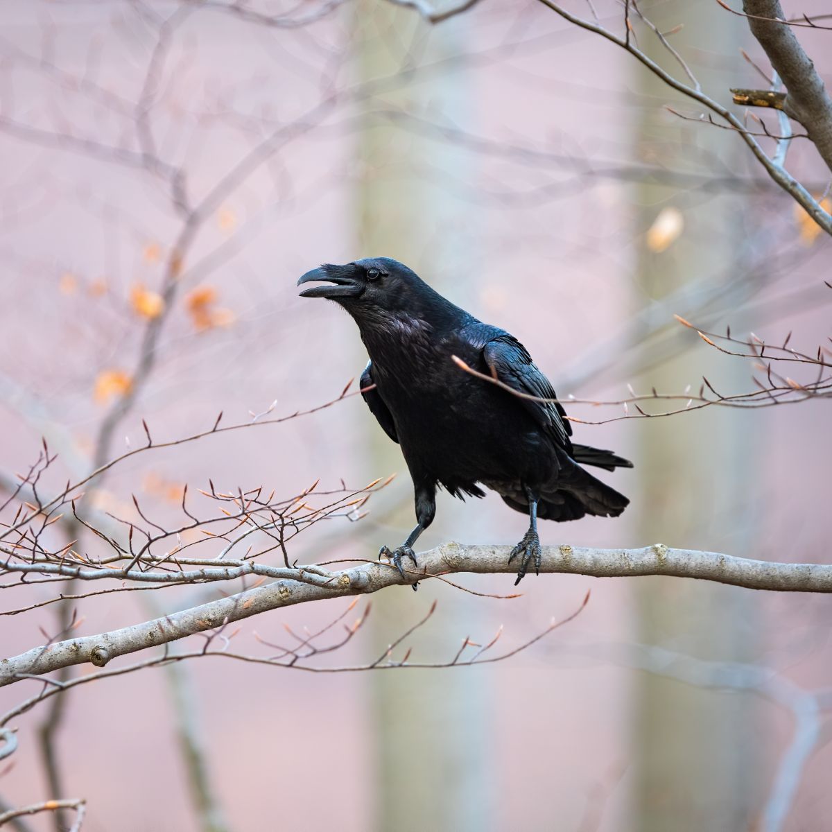 Raven Spiritual Meaning