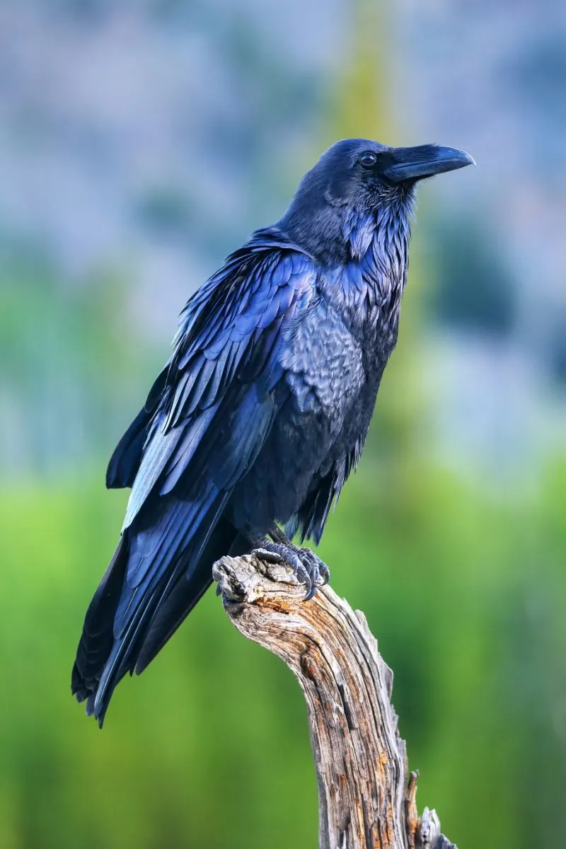 Raven Spiritual Meaning