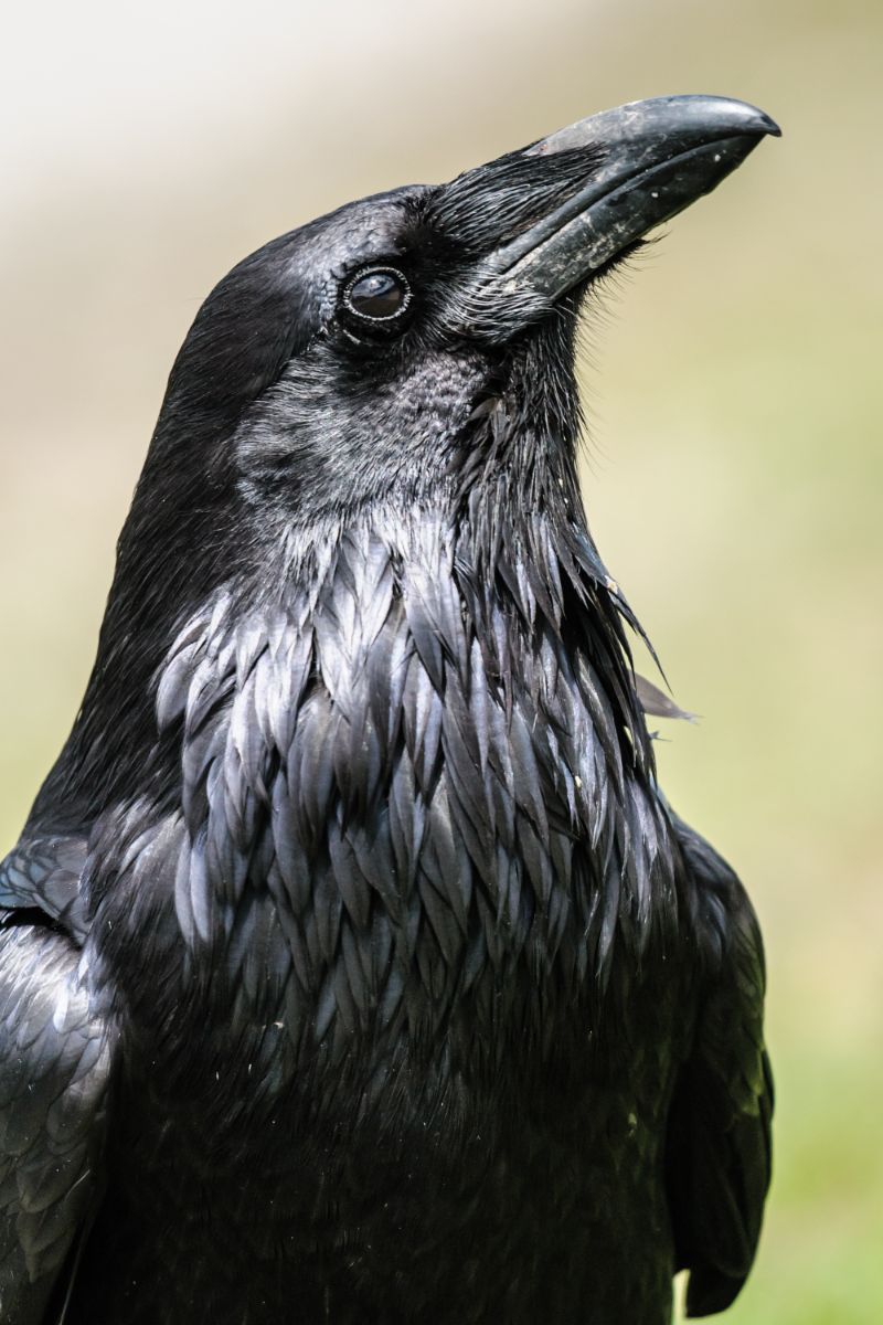 Raven Spiritual Meaning