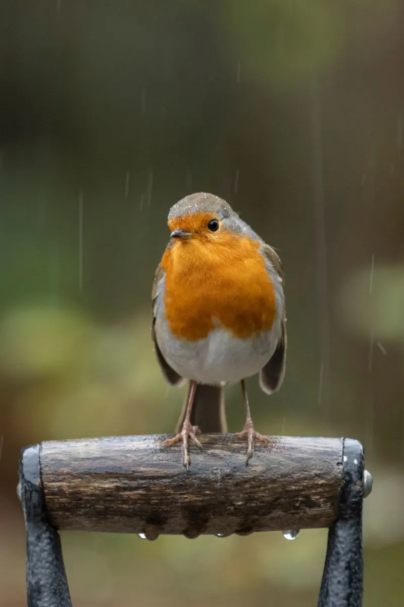 Redbreast bird spiritual meaning