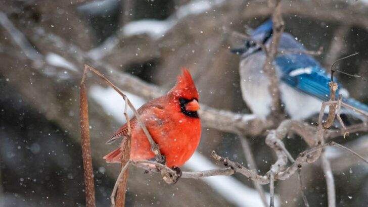 Seeing A Red Cardinal Spiritual Meanings