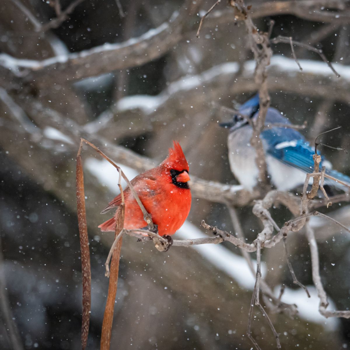 Seeing A Red Cardinal Spiritual Meanings