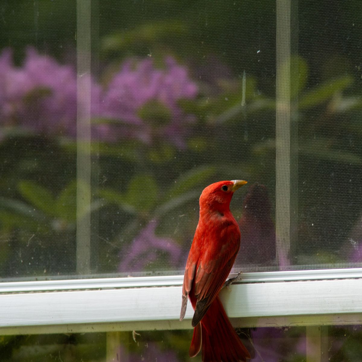 Seeing A Red Cardinal Spiritual Meanings