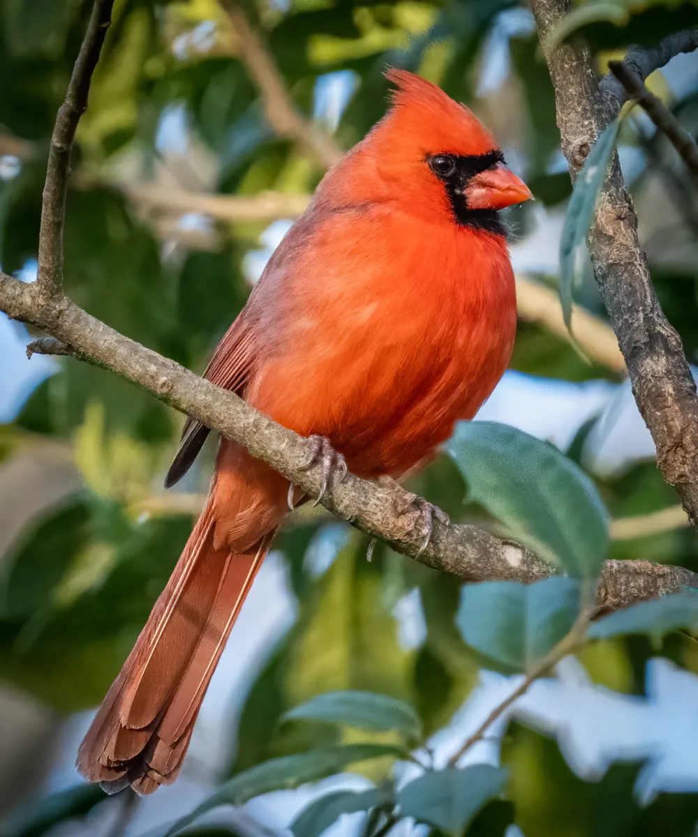 Seeing A Red Cardinal Spiritual Meanings