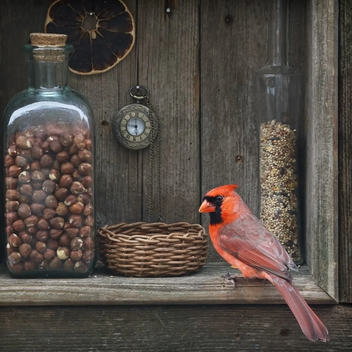 Seeing A Red Cardinal Spiritual Meanings