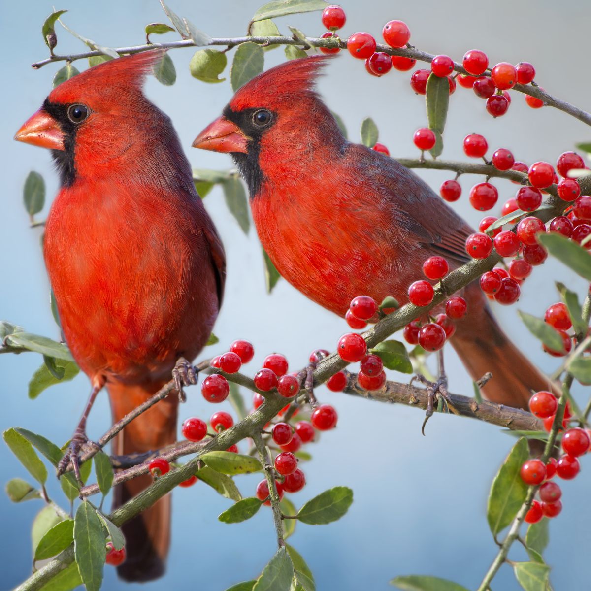 Seeing A Red Cardinal Spiritual Meanings