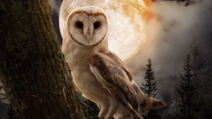 Seeing An Owl At Night Spiritual Meaning