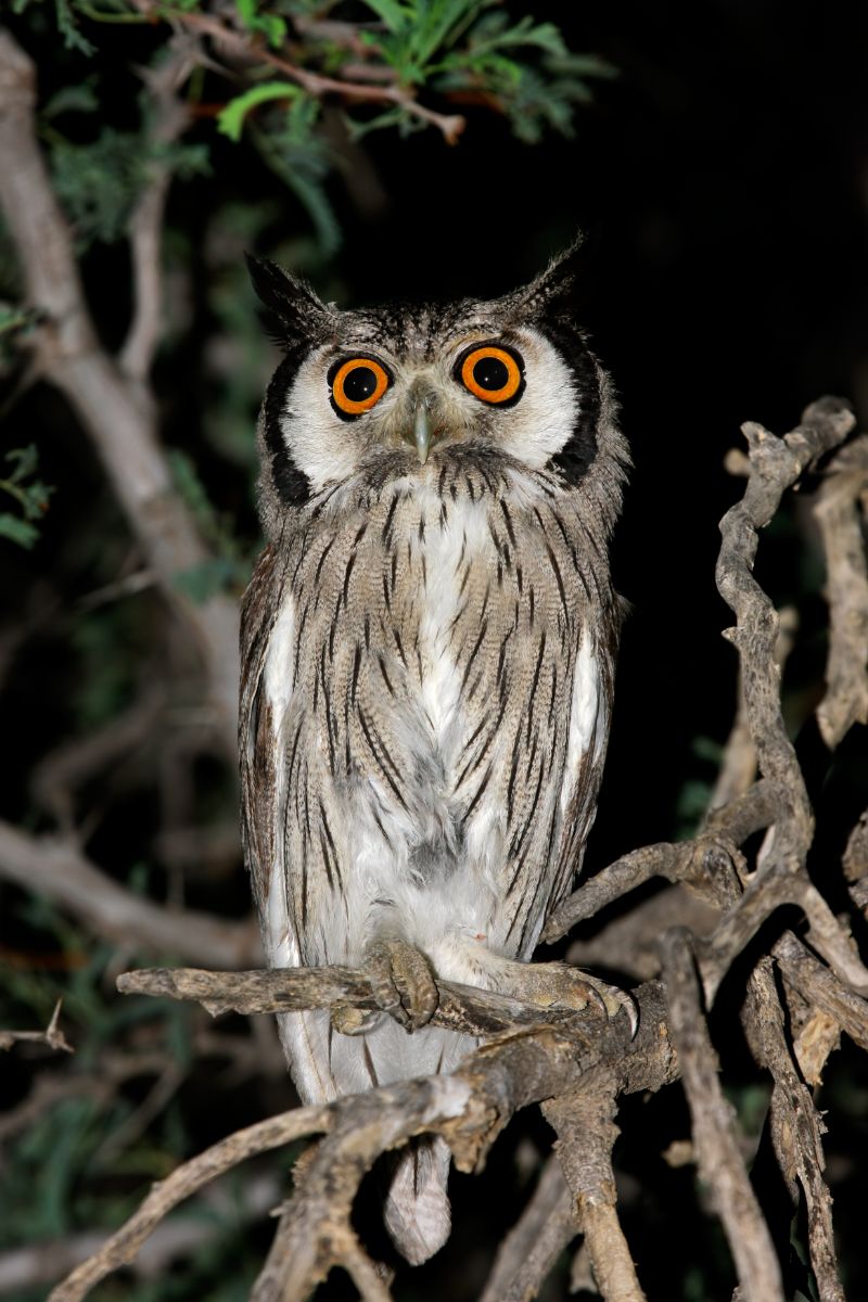 Seeing An Owl At Night Spiritual Meaning