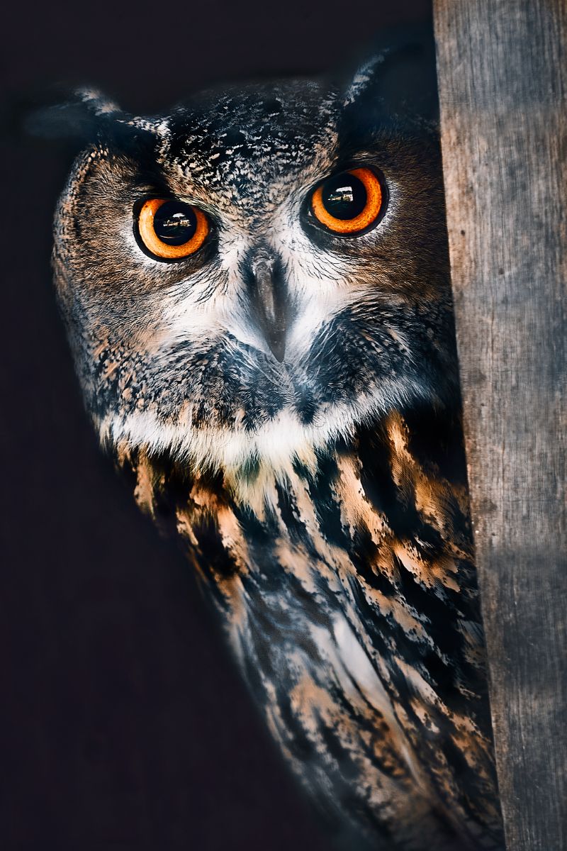 Seeing An Owl At Night Spiritual Meaning