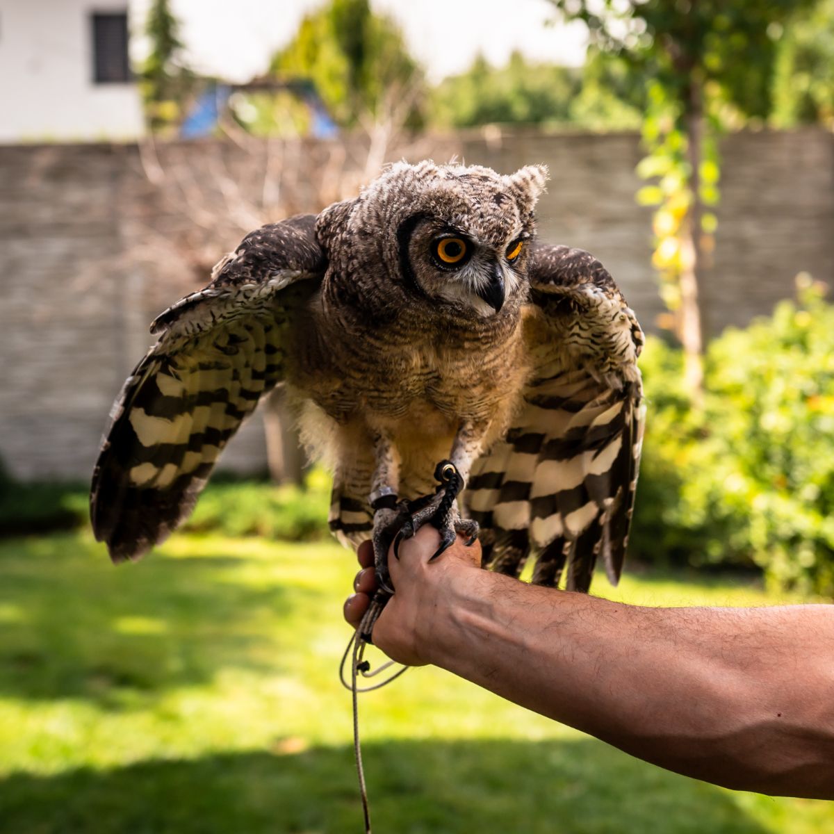 Seeing An Owl At Night Spiritual Meaning