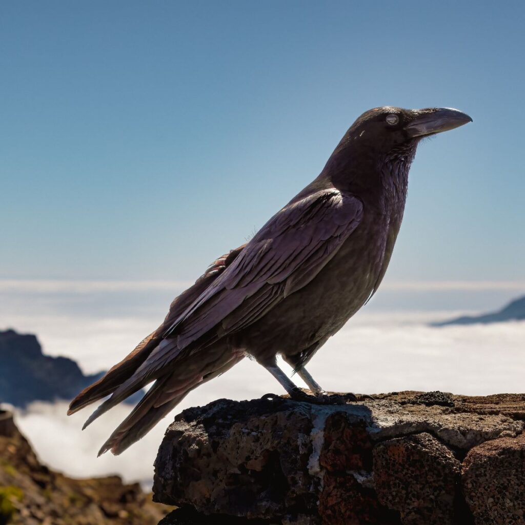 Single Black Crow Meaning And Symbolism Insight state