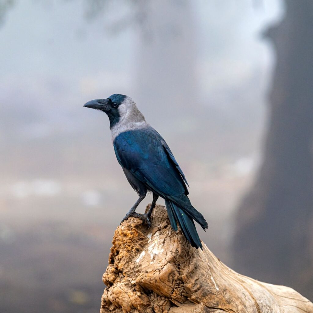 Single Black Crow Meaning And Symbolism Insight state