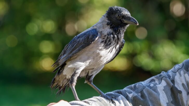 Single Black Crow - Meaning And Symbolism