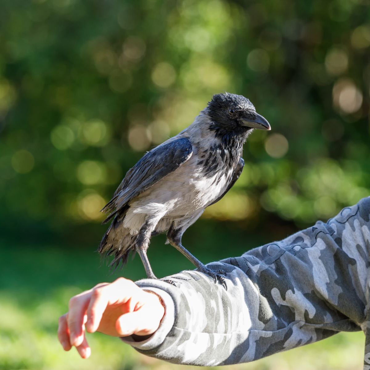 Single Black Crow - Meaning And Symbolism