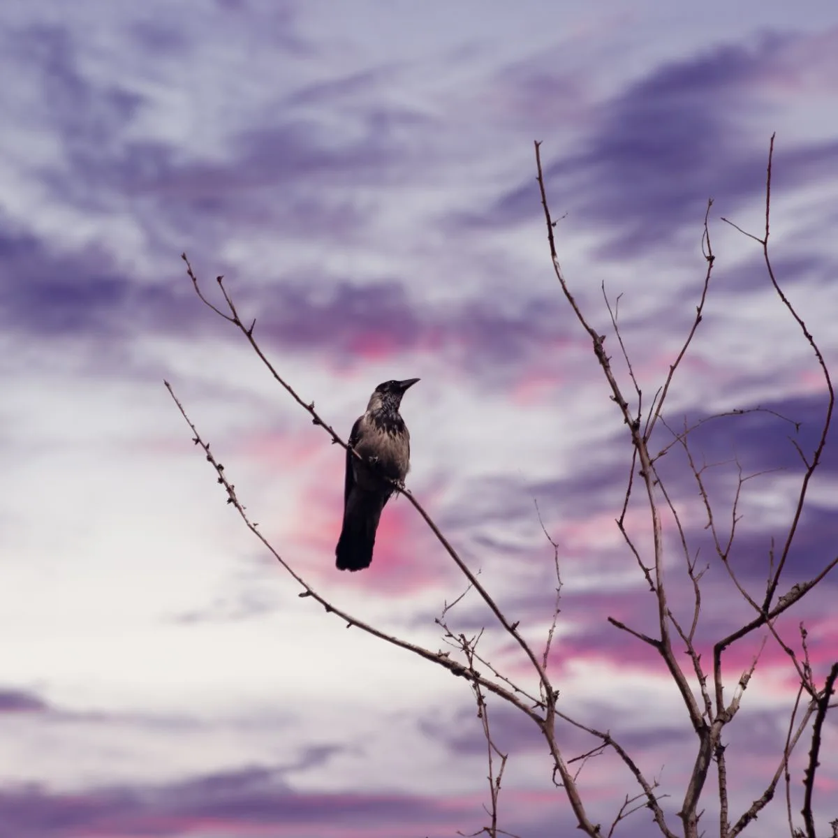 Single Black Crow - Meaning And Symbolism