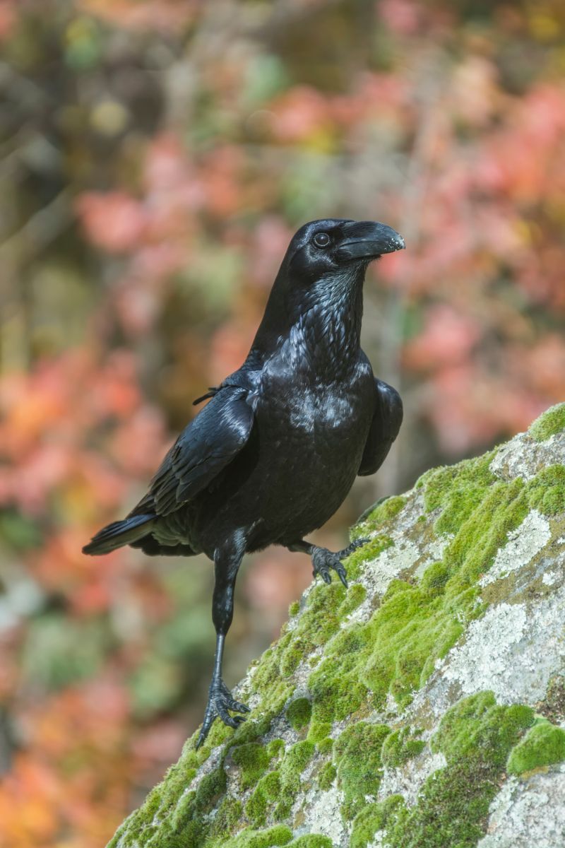 Single Black Crow - Meaning