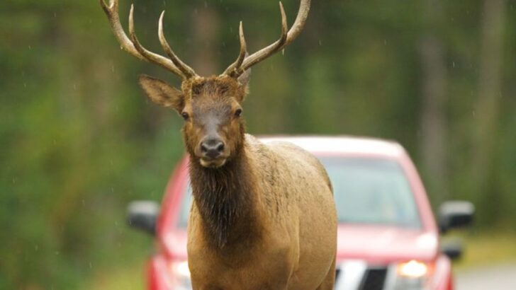 Spiritual Meaning Of A Deer In Your Path