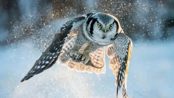 Spiritual Meaning Of Hitting An Owl With Your Car