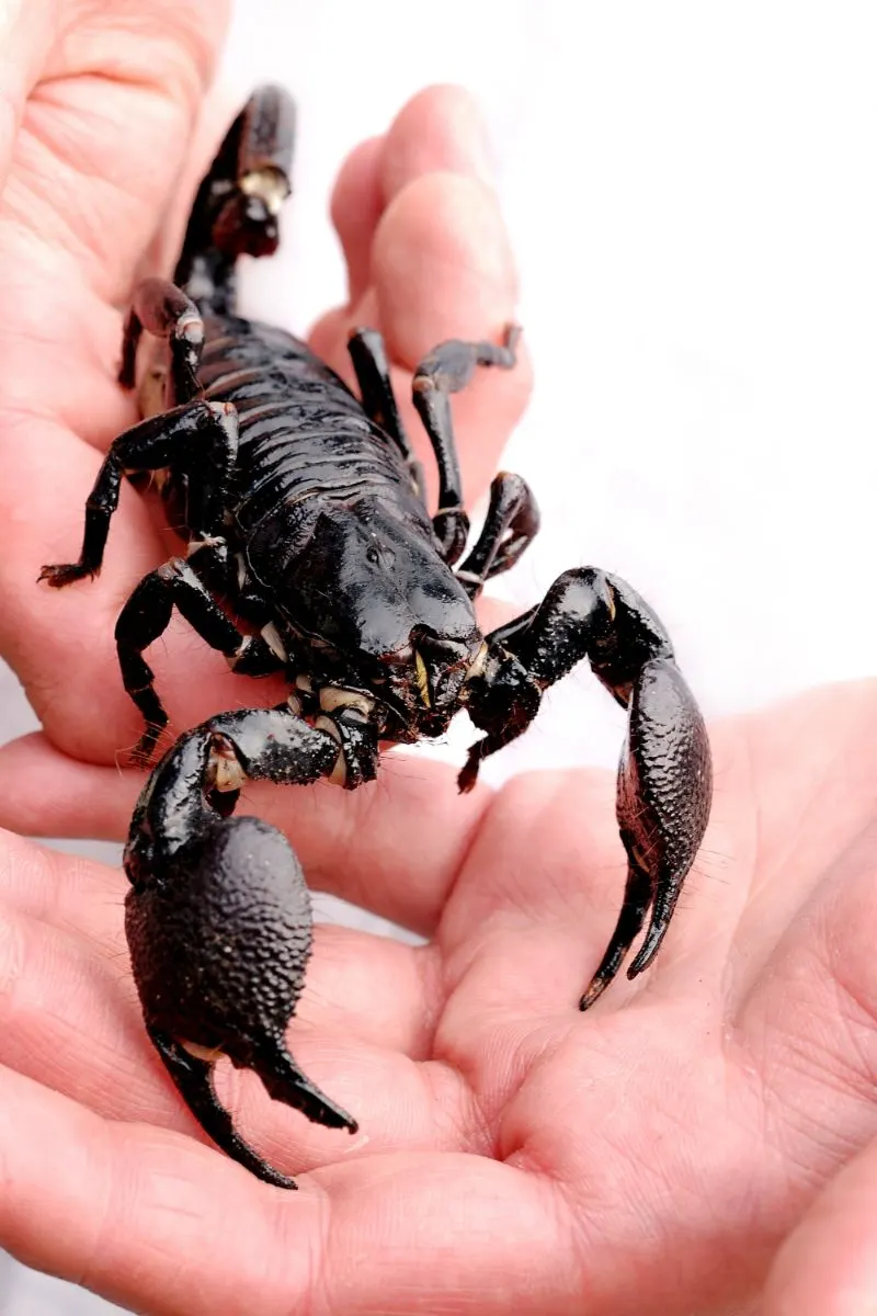 Spiritual Meaning Of Scorpion In Dreams