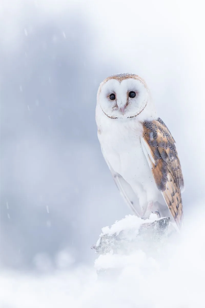 Spiritual Meaning Of Seeing An Owl During The Day