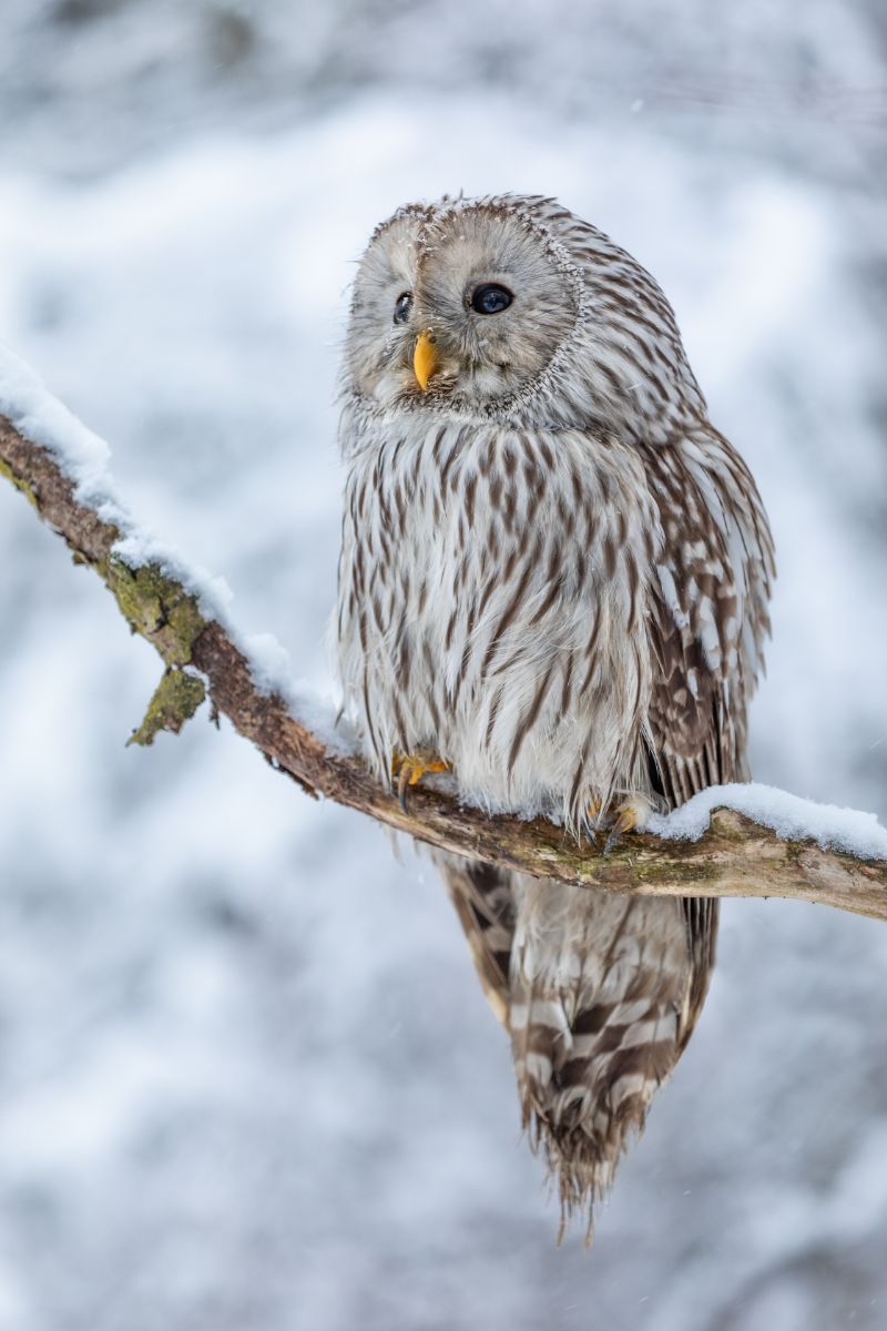 Spiritual Meaning Of Seeing An Owl During The Day