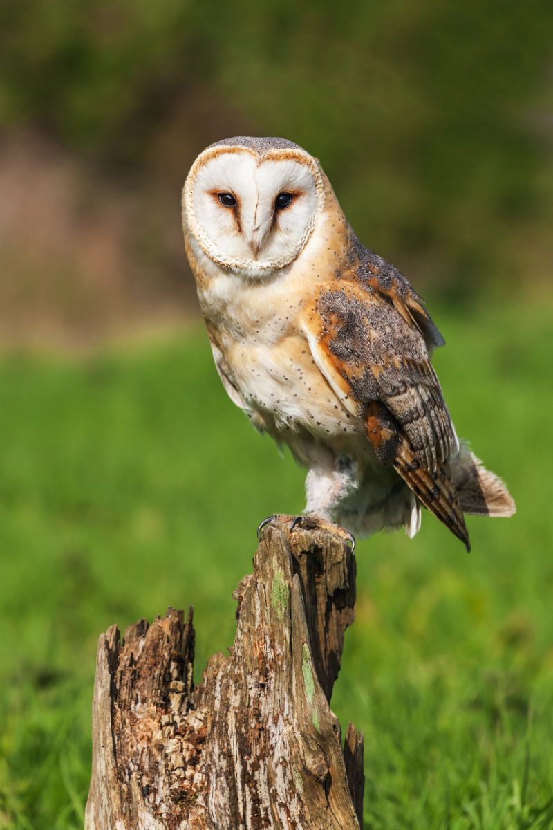 Spiritual Meaning Of Seeing An Owl During The Day