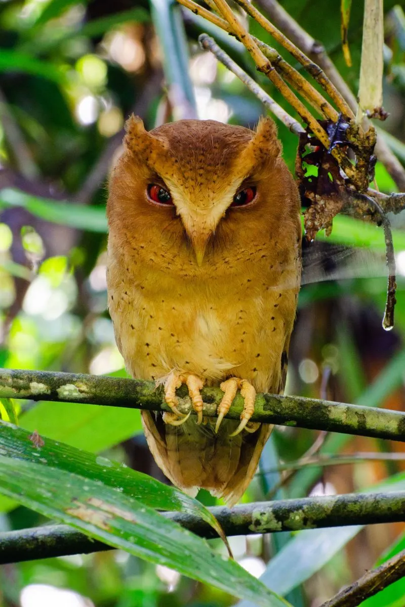 Spiritual Meaning Of Seeing An Owl During The Day