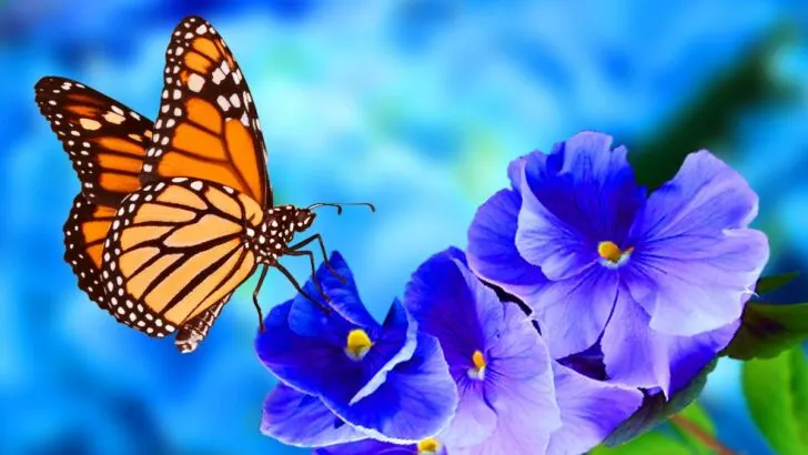 Spiritual Meaning of Monarch Butterfly Flying Around You