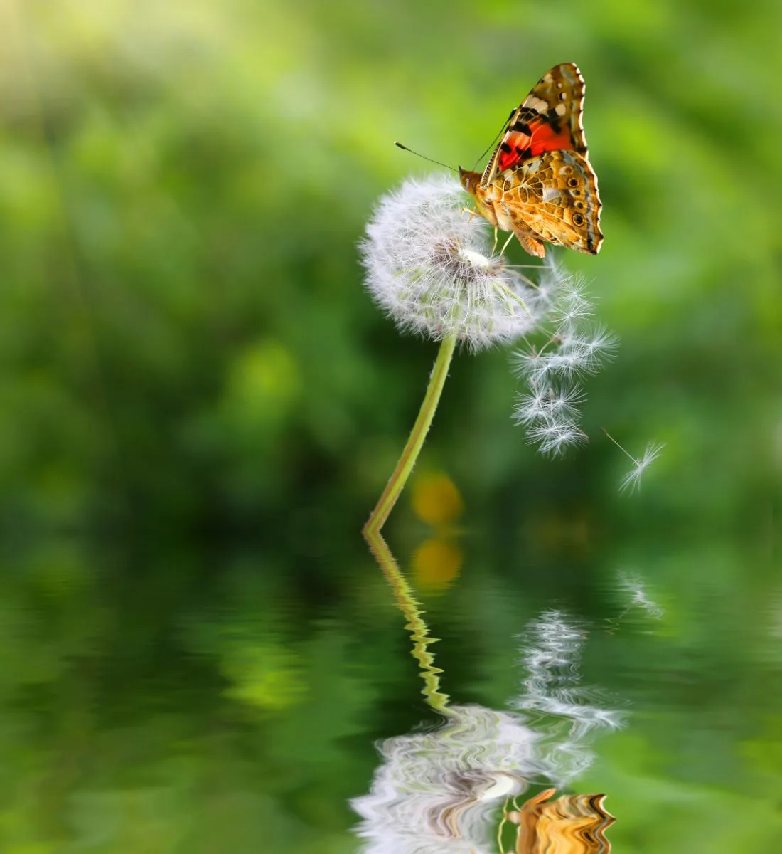 Spiritual Meaning of Monarch Butterfly Flying Around You