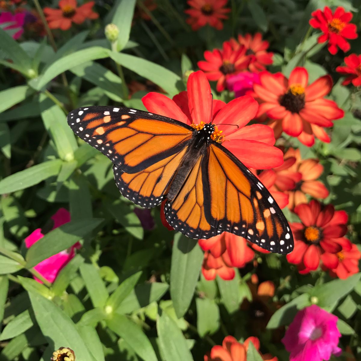 Spiritual Meaning of Monarch Butterfly Flying Around You