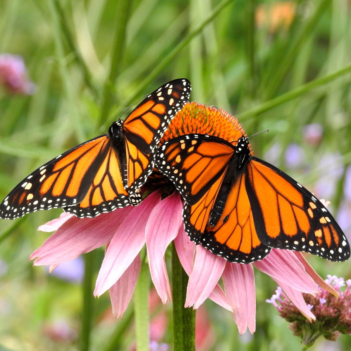 Spiritual Meaning of Monarch Butterfly Flying Around You