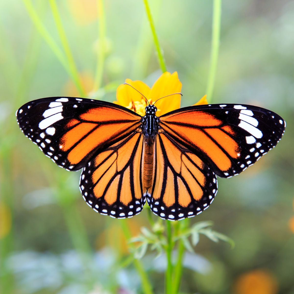 Spiritual Meaning of Monarch Butterfly Flying Around You