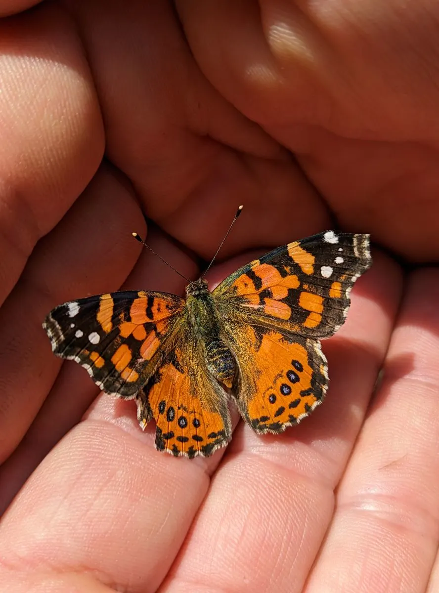 Spiritual Meaning of Monarch Butterfly Flying Around You