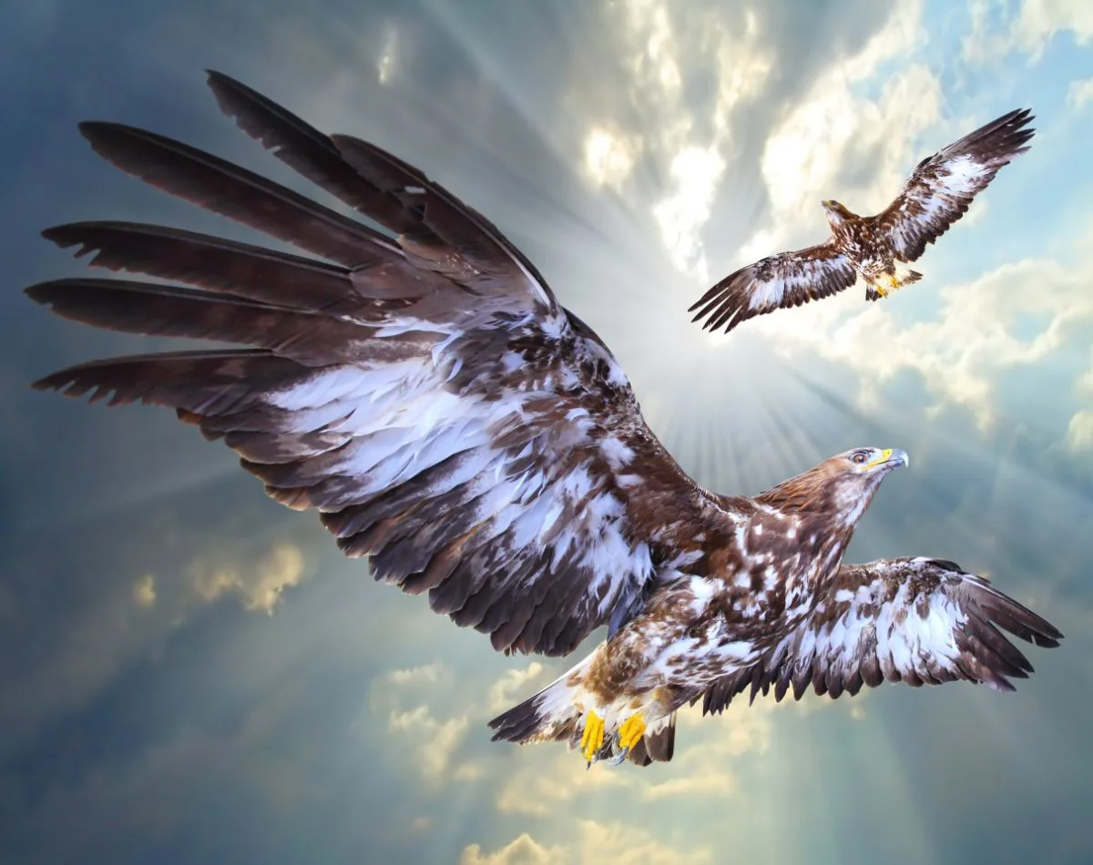 The Spiritual Meaning Of A Hawk Flying Over You