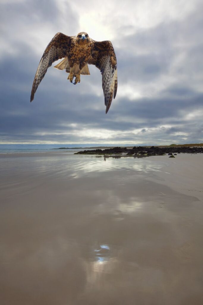 The Spiritual Meaning Of A Hawk Flying Over You - Insight state