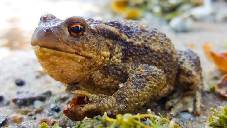 Toad Spiritual Meaning