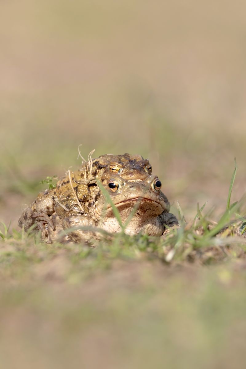 Toad Spiritual Meaning