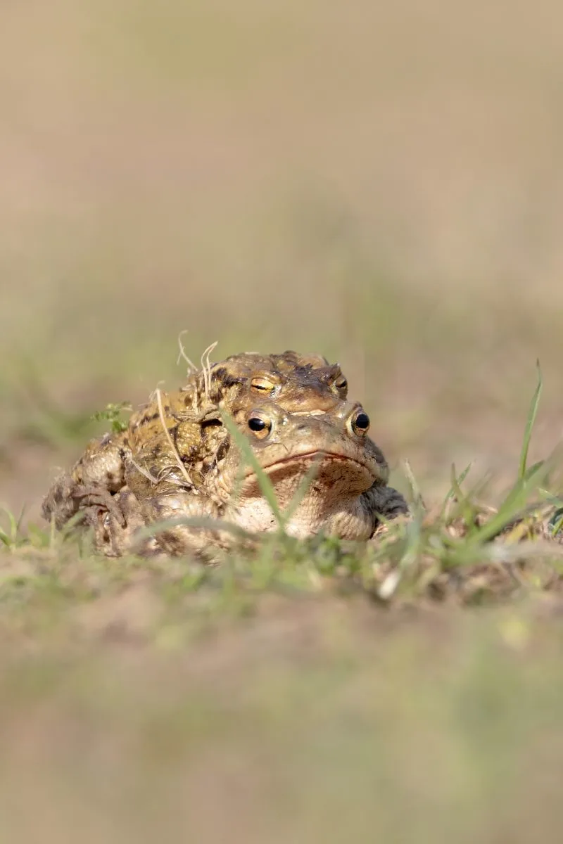 Toad Spiritual Meaning