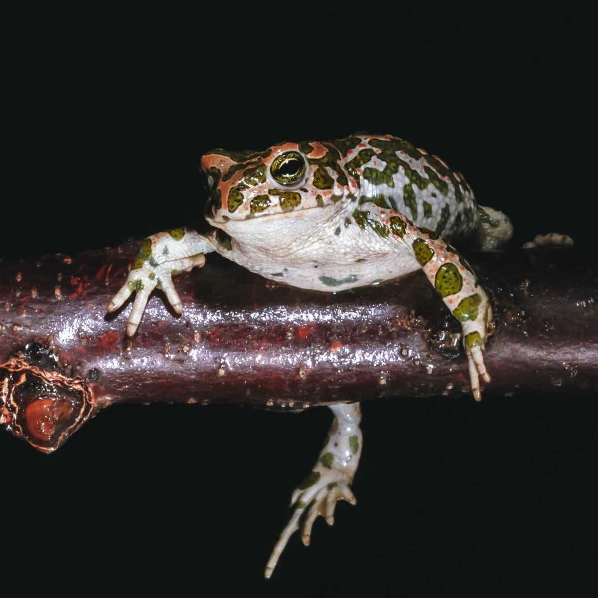 Toad Spiritual Meaning