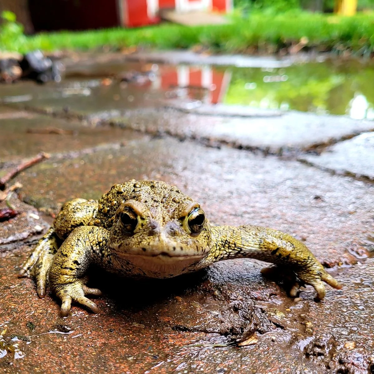 Toad Spiritual Meaning