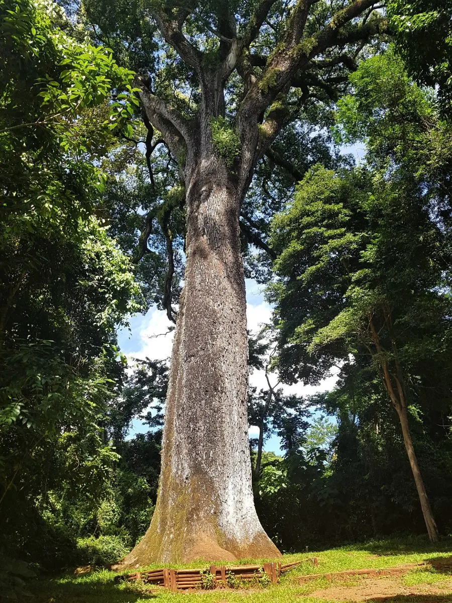 Tree Of Life Spiritual Meaning