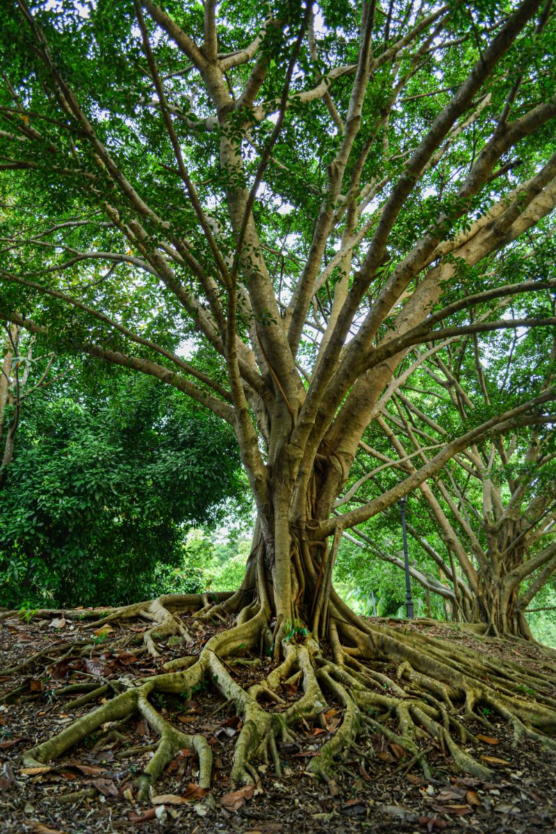 Tree Of Life Spiritual Meaning