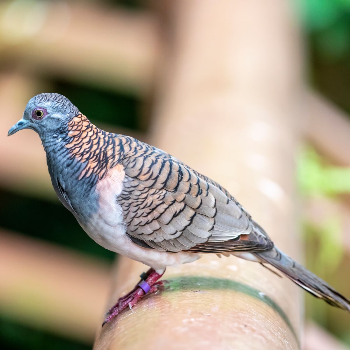 What Does It Mean When A Grey Dove Visits You