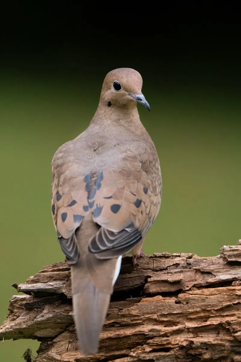 What Does It Mean When A Grey Dove Visits You