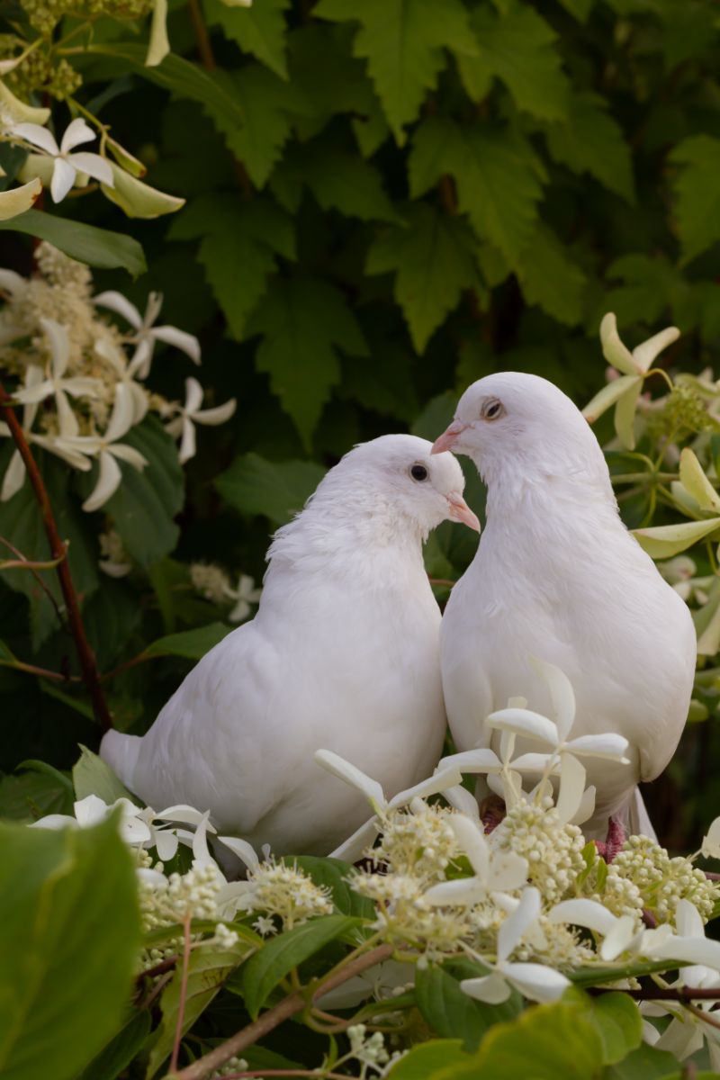 What Does It Mean When A Grey Dove Visits You